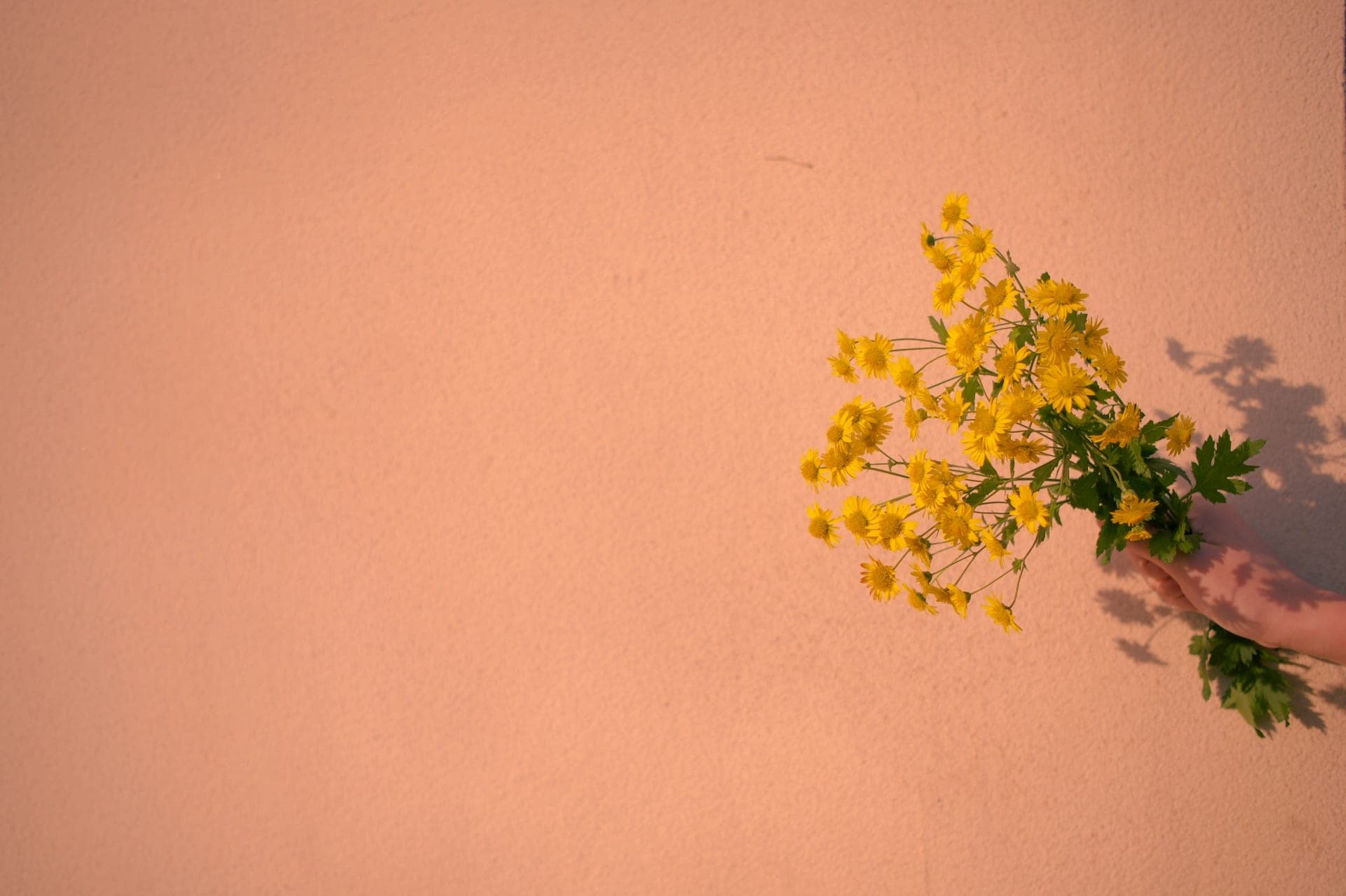 Fruehlingshafte Blumen in warmem Sonnenlicht